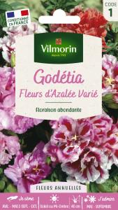 Godétia Fleurs d'Azalée Varié